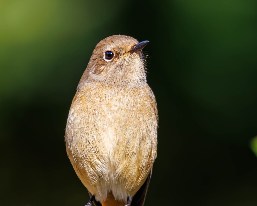 今シーズン初撮影のジョビコさん