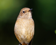 今シーズン初撮影のジョビコさん