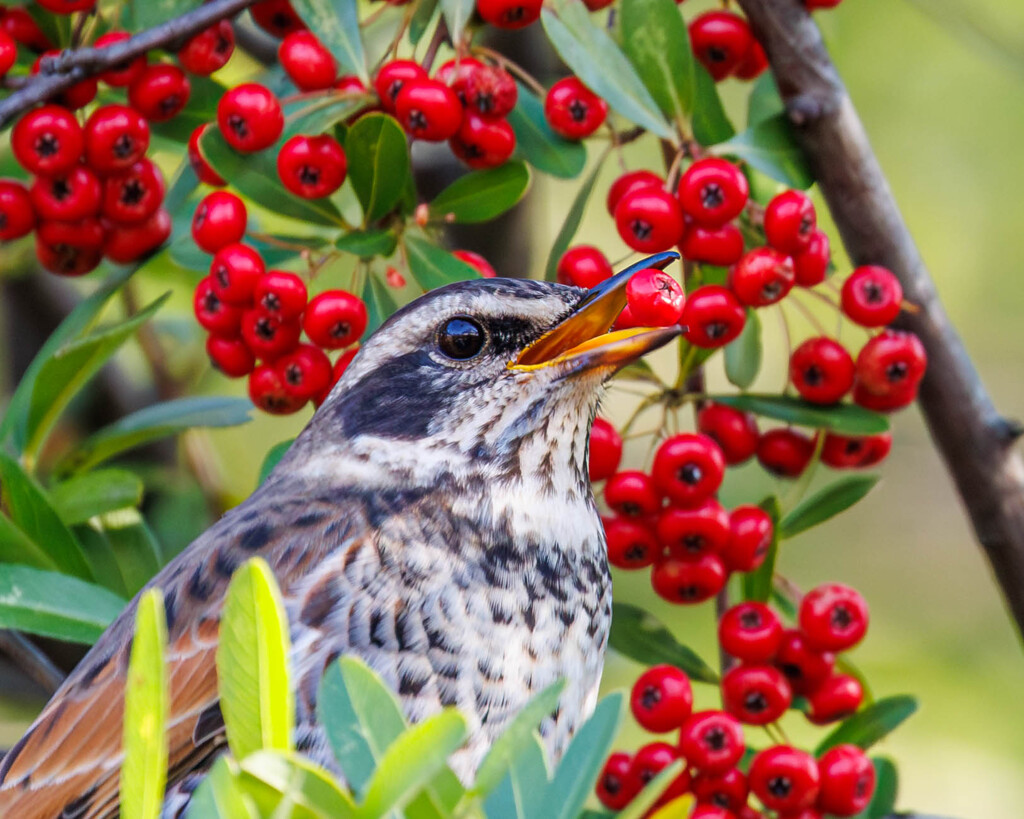 庄内緑地でピラカンサの実を食べるツグミさん