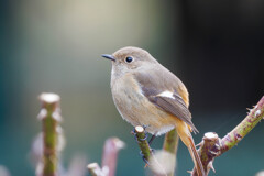 春に撮ったジョビコさん
