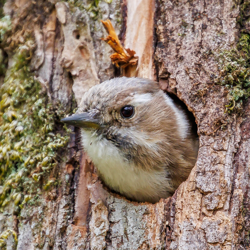 巣穴から顔を出してるコゲラさん