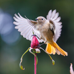 蕾へのアプローチ
