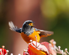 地鳴きするジョビくん