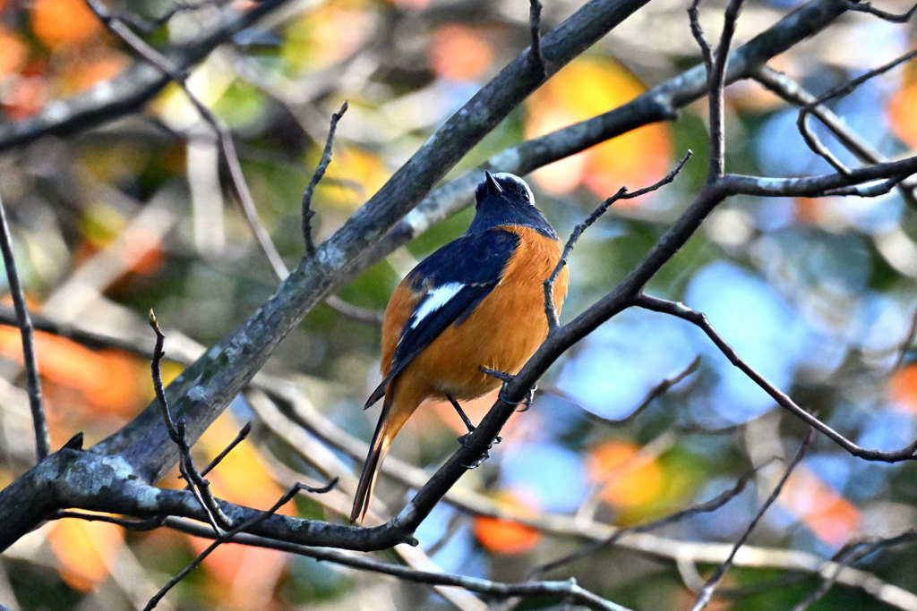 太ってますね～！