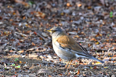ここは固そうだな
