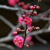 紅梅咲く