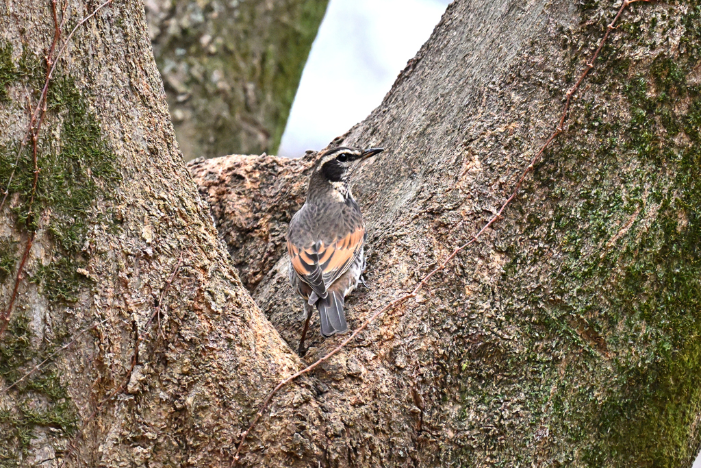 木肌に守られて