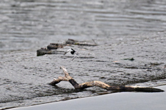 小枝から飛び出し
