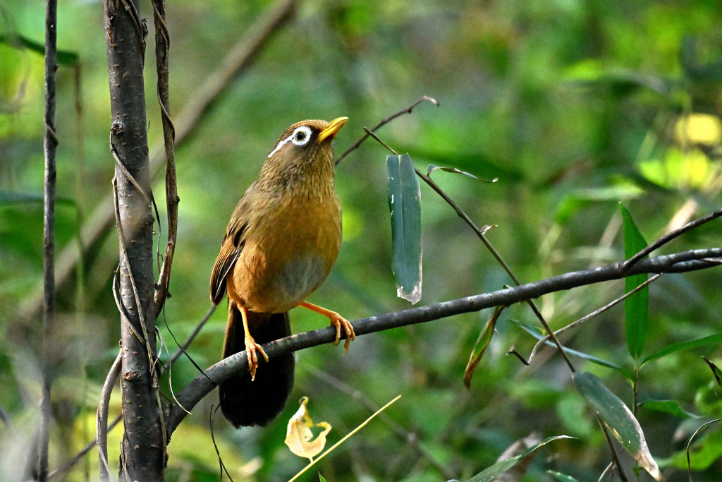 ガビチョウかな？