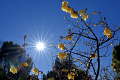 ロウバイを照らす