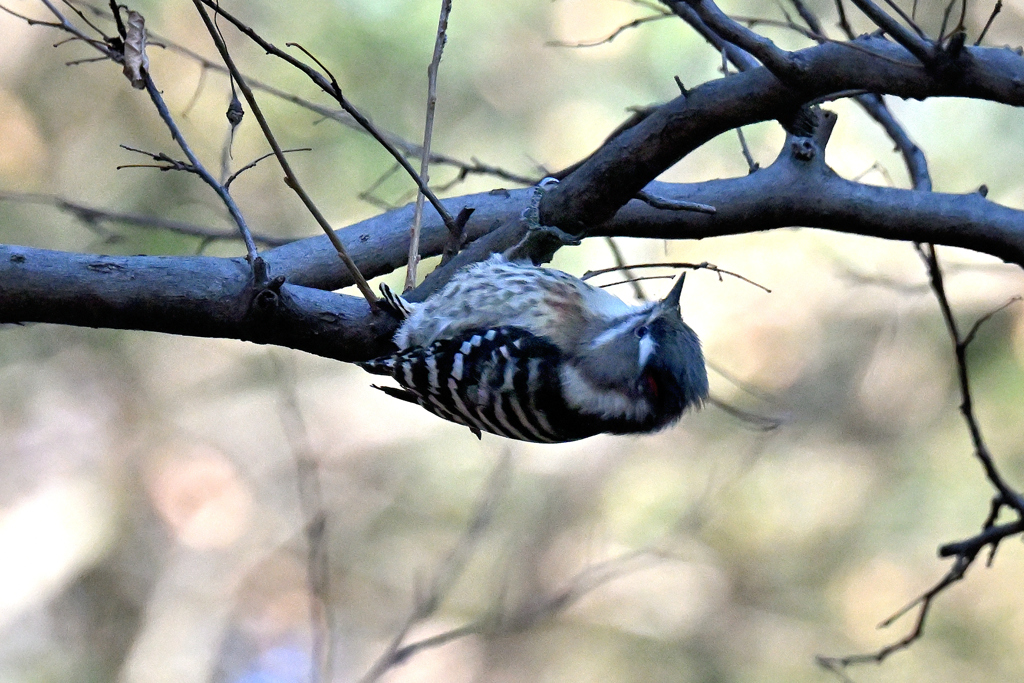 枝の裏側をチェック！