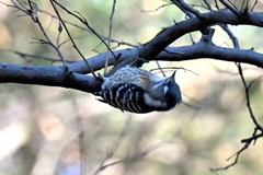 枝の裏側をチェック！