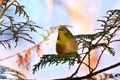 貫禄メジロさん