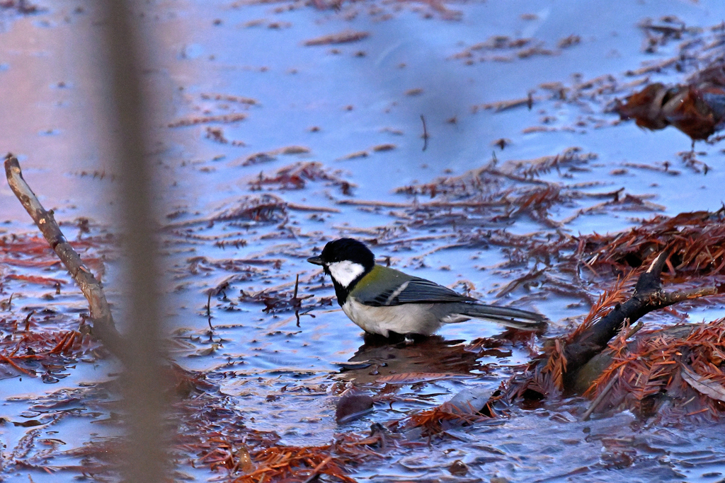 水浴びフェイント