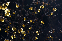 ロウバイ咲く季節