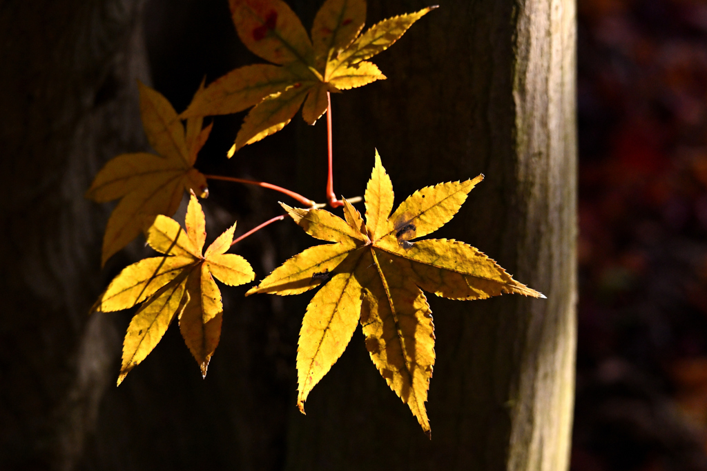 木漏れ日に輝く