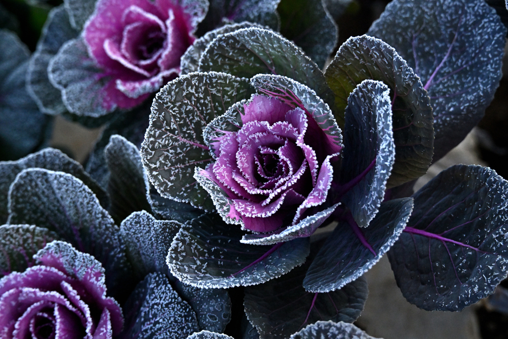 葉牡丹の霜　-紫