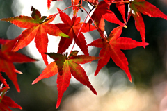 モミジの紅葉