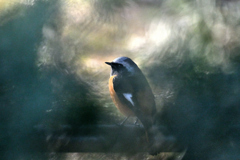 垣根越しのジョウビタキ