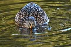 今忙しいので…