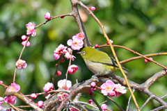 枝垂れ梅ジロー