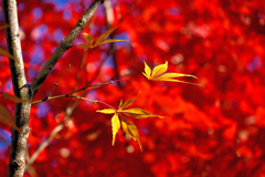 赤いモミジを背景に