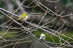 太ってるね！　君もね！