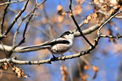 向こうは何かな