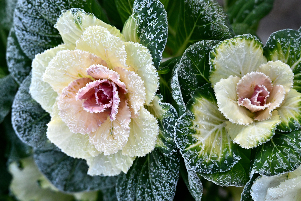 葉牡丹の霜　-白