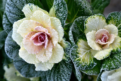 葉牡丹の霜　-白