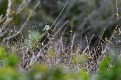 ロウバイにシジュウカラ