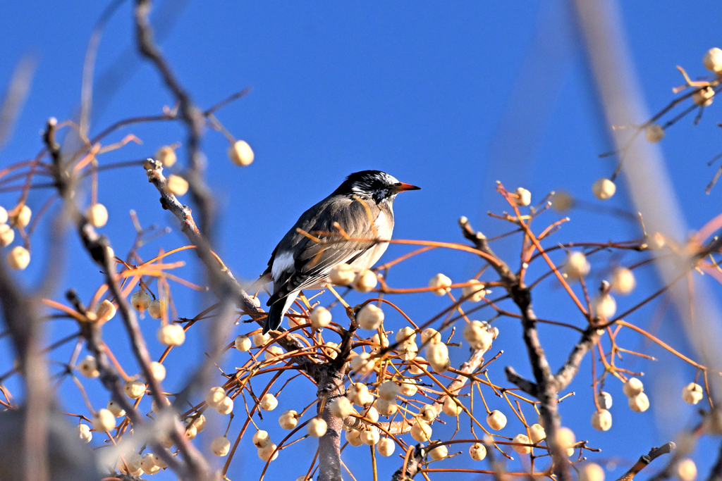 食べきれないぞ