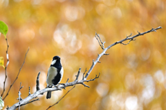 シジュウカラさん　-1-