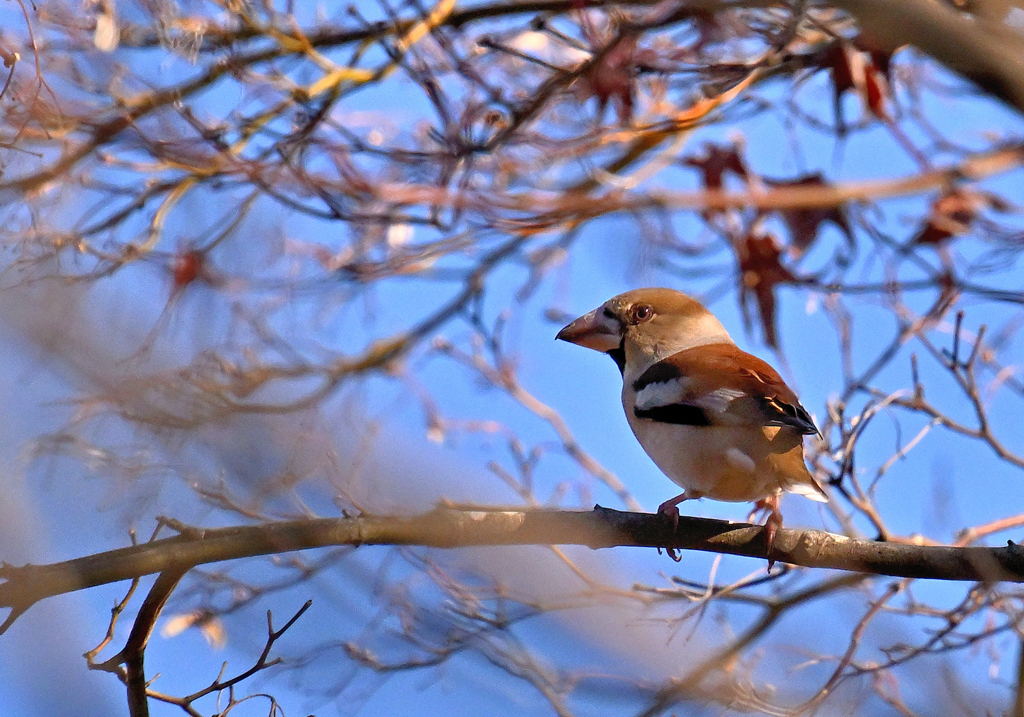 頭の大きいシメさん