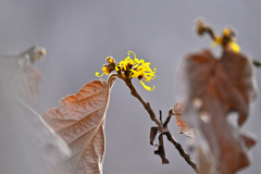 シナマンサク咲く