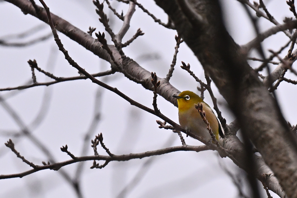 さく～らは未だかいな♬