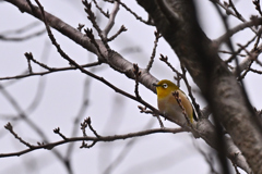 さく～らは未だかいな♬
