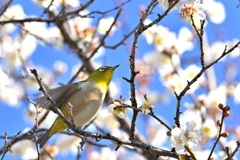 久し振りのご馳走