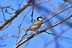 あっちに何かあるかな…