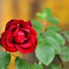 秋バラｰ赤　