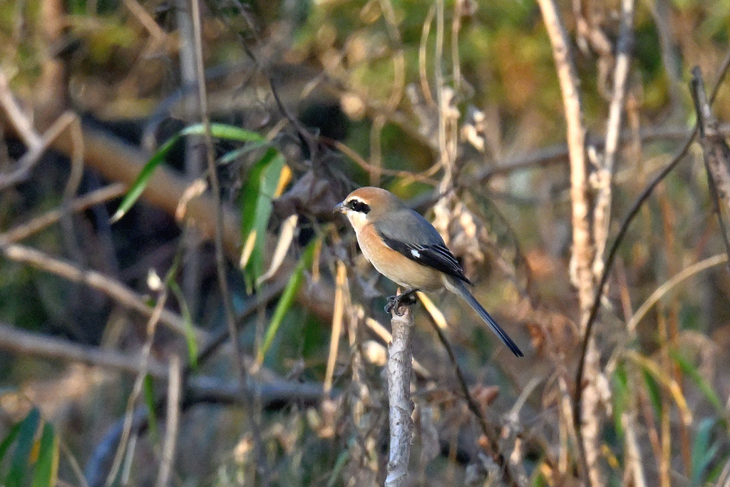 もう直ぐ夕暮れだなぁ