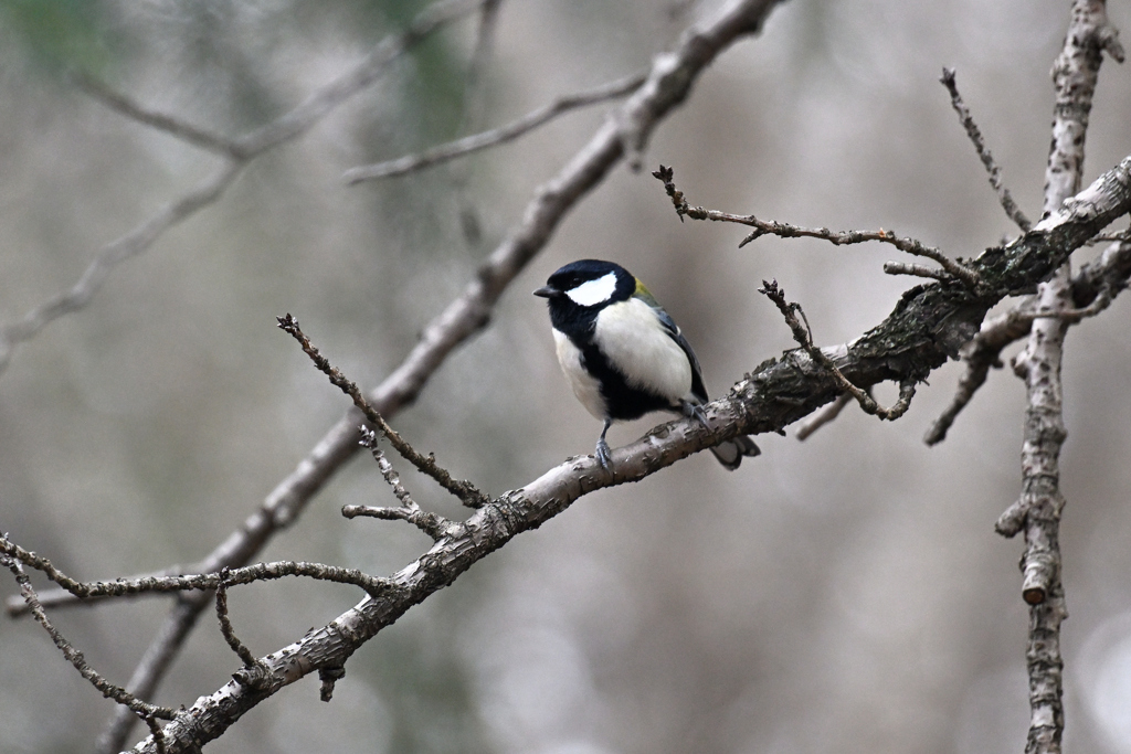 木枯らしの中で