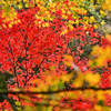 秋彩の秋