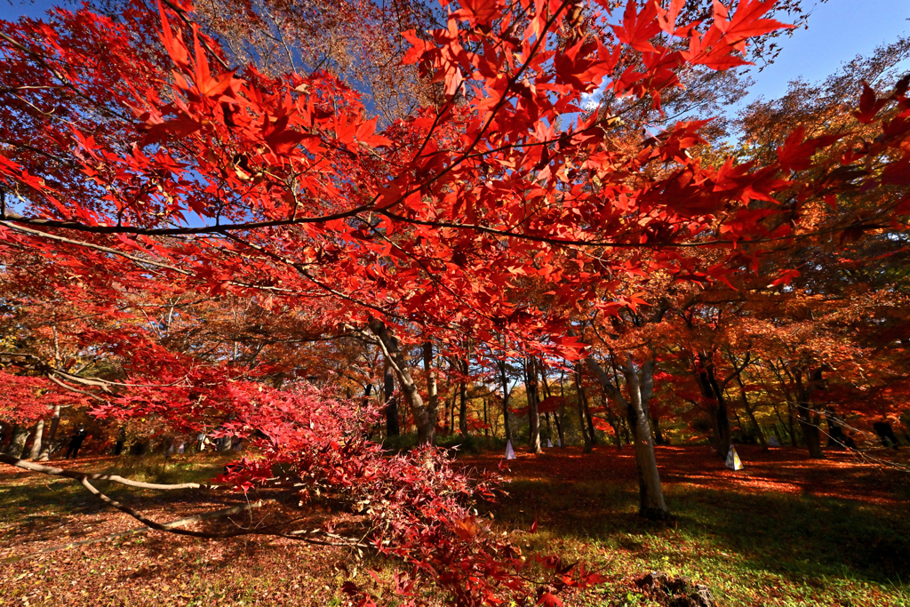 モミジ三昧　その２