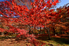 モミジ三昧　その２