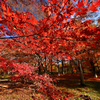 モミジ三昧　その２