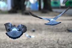 飛んで行く鳩
