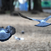飛んで行く鳩