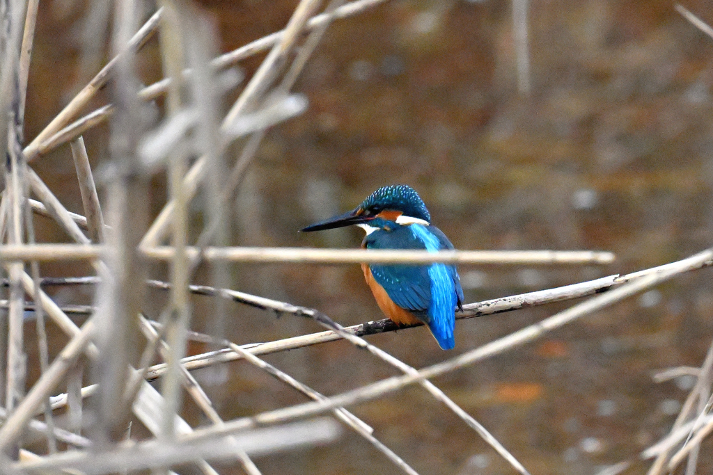 上手く隠れたつもり？
