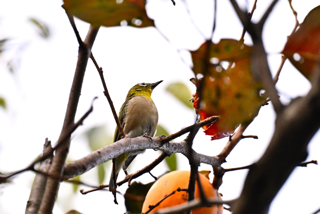 柿メジロ
